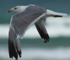 Larus armenicus